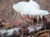 Hemimycena candida image