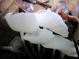 Hemimycena candida image