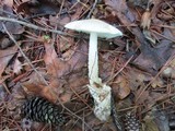 Amanita whetstoneae image