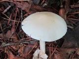 Amanita whetstoneae image