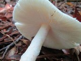 Amanita whetstoneae image