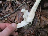 Amanita whetstoneae image