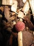 Gymnopilus luteofolius image
