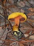 Buchwaldoboletus hemichrysus image