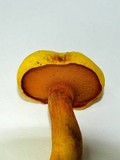 Buchwaldoboletus hemichrysus image