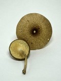 Lentinus tigrinus image