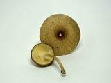Lentinus tigrinus image