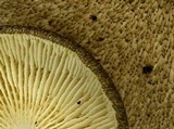 Lentinus tigrinus image
