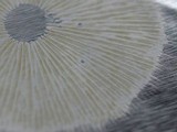 Lentinus tigrinus image