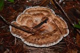 Laetiporus persicinus image