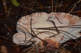 Laetiporus persicinus image