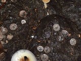 Cyathus stercoreus image