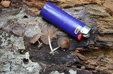 Pluteus longistriatus image
