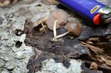Pluteus longistriatus image