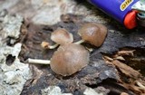 Pluteus longistriatus image