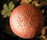Gymnopilus luteofolius image
