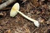 Amanita banningiana image