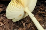 Amanita banningiana image