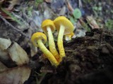 Cyptotrama chrysopepla image