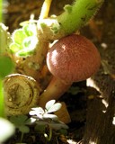 Gymnopilus luteofolius image