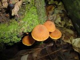 Pholiota granulosa image