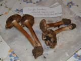 Inocybe fraudans image