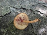 Pholiota granulosa image