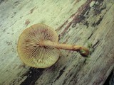 Pholiota granulosa image