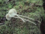 Mycena subcaerulea image