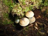 Mycena subcaerulea image