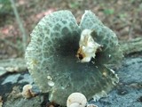 Russula parvovirescens image