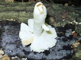 Russula parvovirescens image