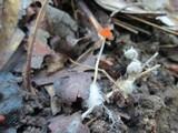 Marasmius sullivantii image