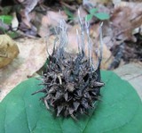 Xylaria liquidambaris image