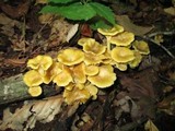 Chrysomphalina strombodes image