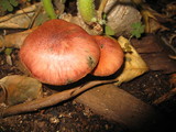 Gymnopilus luteofolius image
