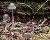 Mycena subcaerulea image