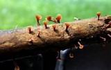 Dacryopinax elegans image