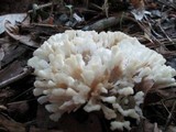 Tremellodendron pallidum image