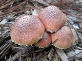 Gymnopilus luteofolius image