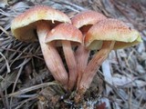 Gymnopilus luteofolius image
