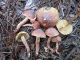 Gymnopilus luteofolius image