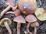 Gymnopilus luteofolius image