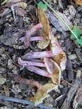 Gymnopilus luteofolius image