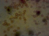 Gymnopilus luteofolius image