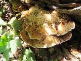 Inonotus dryadeus image