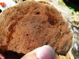 Inonotus dryadeus image