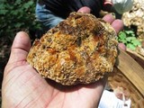 Inonotus dryadeus image