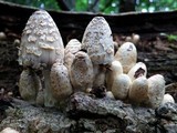 Coprinopsis variegata image