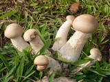 Macrocybe titans image